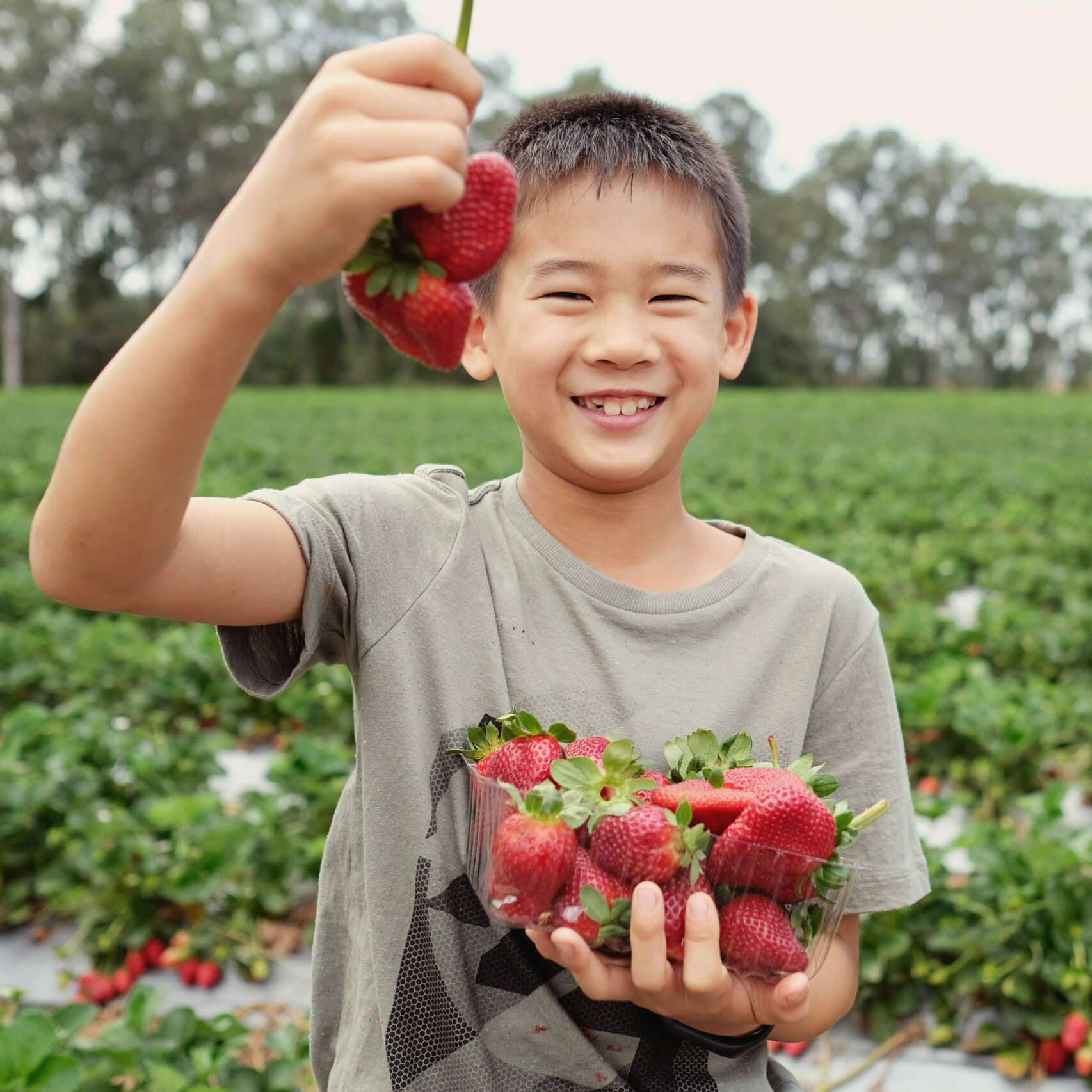 young Asian boy holding a box of fresh strawberries on organic strawberry farm